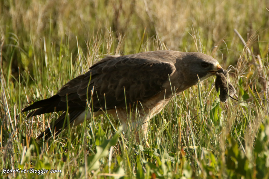 Swainson's hawk after it caught a vole.