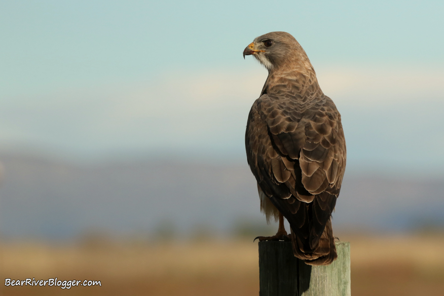 Light morph Swainson's hawk on a fence post.