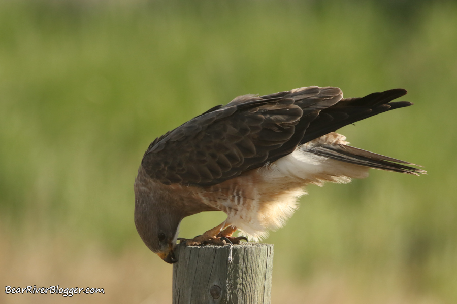 light morph Swainson's hawk cleaning its beak on a fence post.