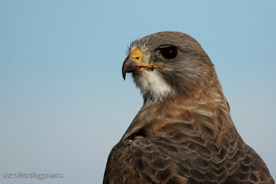 A Swainson’s Hawk And An Early Morning Hunt For Voles.