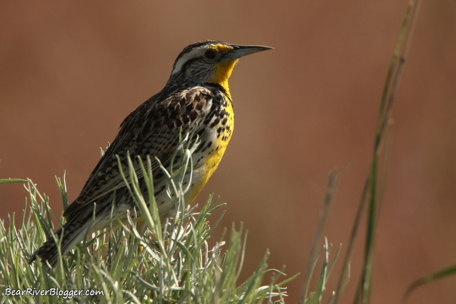 western meadowlark on a bush on antelope island