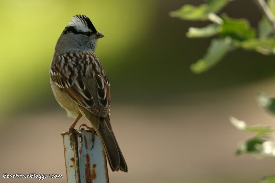 White-crowned sparrow on a fence post