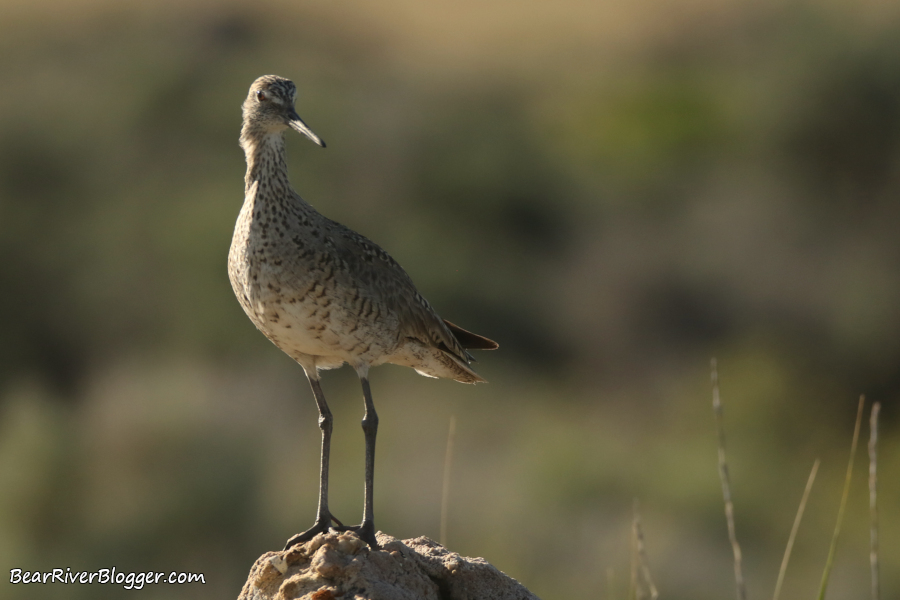 willet standing on a rock