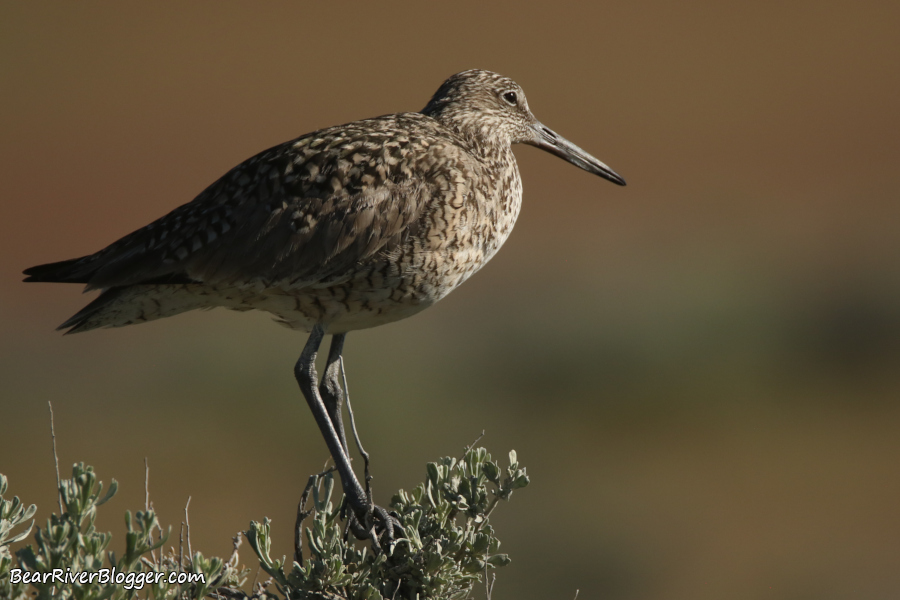 Willet perched on a bush.