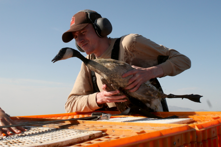 Utah Division of Wildlife Resourced personnel placing a captured Canada goose in a plastic crate to be leg-banded.