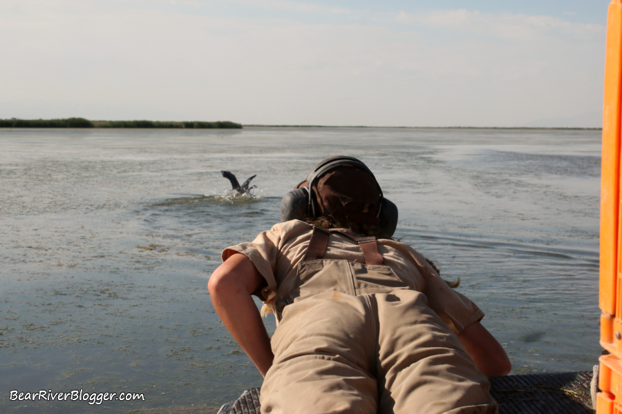 Utah DWR personnel laying on the deck of an airboat catching Canada geese by hand for leg-banding purposes.