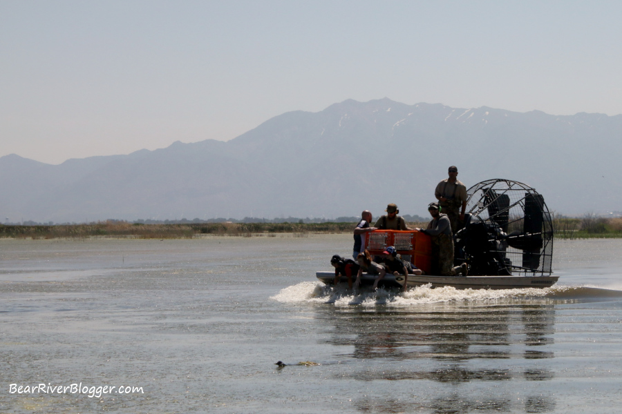 airboat in pursuit of a Canada goose for leg-banding purposes.