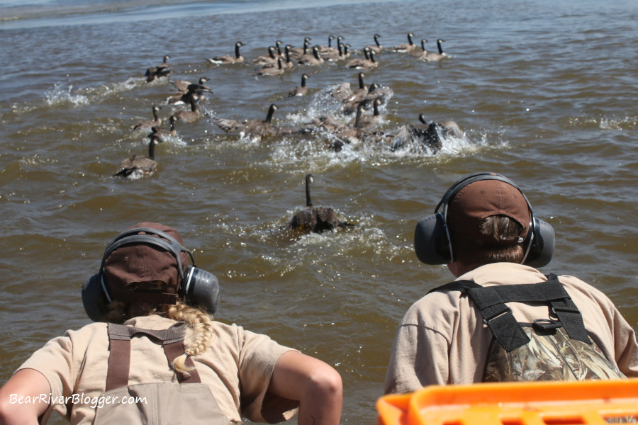 Wildlife personnel with the Utah Division of Wildlife Resources laying on the airboat to catch Canada geese for leg banding.