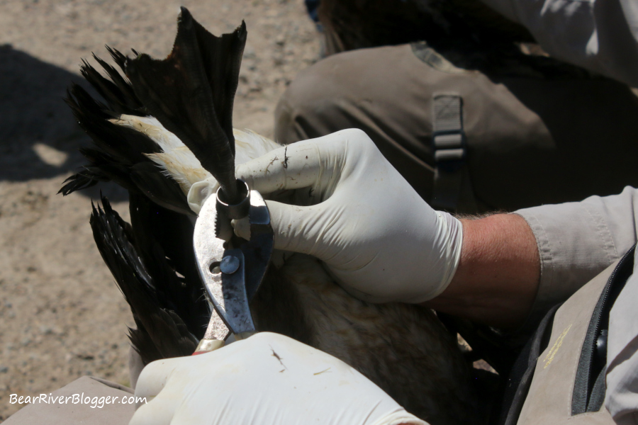 fitting a Canada goose with a leg-band at Ogden Bay Waterfowl Management Area in Utah.