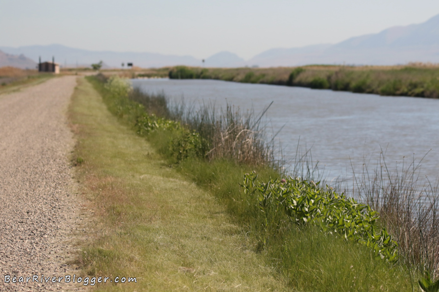 Showy milkweed on the Bear River Migratory Bird Refuge.