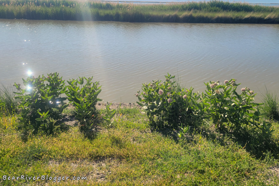 A stand of showy milkweed on the Bear River Migratory Bird Refuge auto tour route.