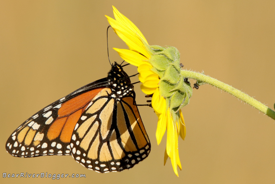 Monarch butterfly feeding on a sunflower bloom on the Bear River Migratory Bird Refuge.