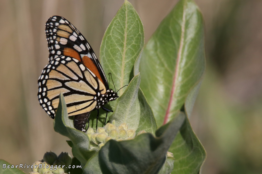 Female monarch butterfly laying eggs on showy milkweed.