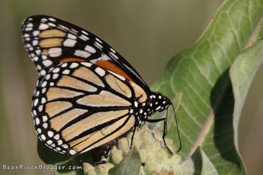 Female monarch butterfly depositing eggs on milkweed.