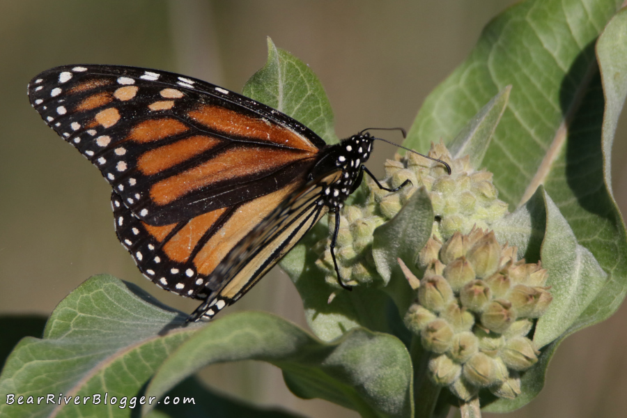 Monarch butterfly laying eggs on showy milkweed.