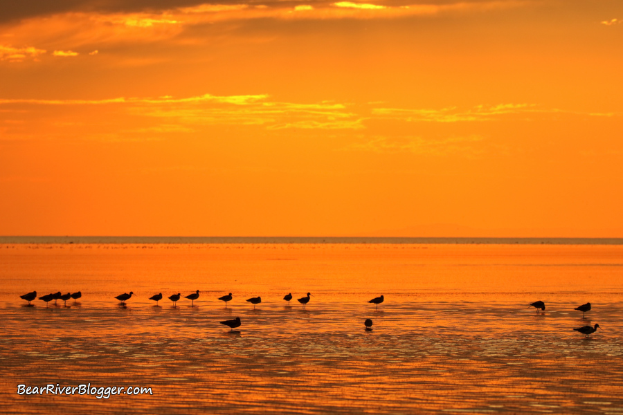 American avocets with a golden sunset on the Great Salt Lake.