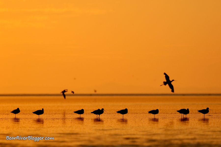 American avocets on the Great Salt Lake during a golden sunset.