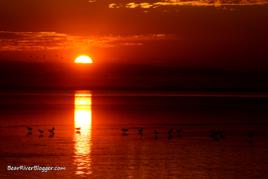 American avocets feeding on the Great Salt Lake during a red sunset.