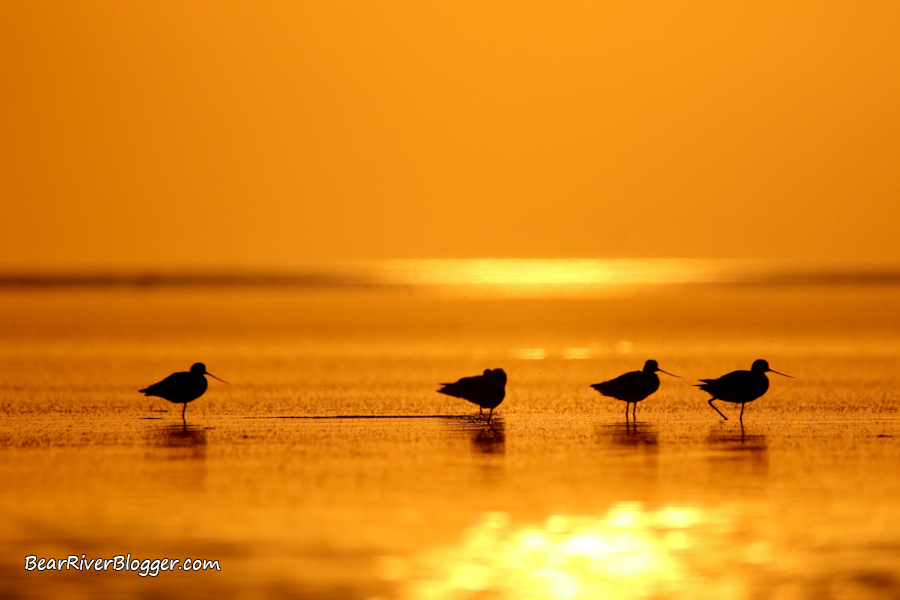 american avocets standing in front of a golden sunset on the great salt lake