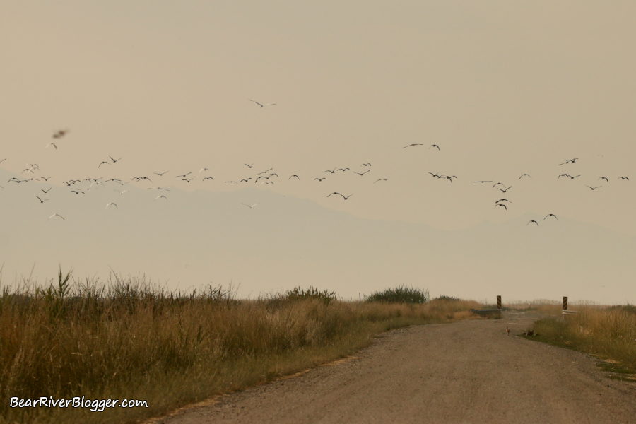 snowy egrets and white-faced ibis flying over the Bear River Migratory Bird Refuge auto tour route.