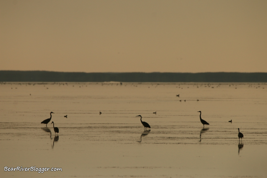 small flock of great blue herons standing in the water on the Bear River Migratory Bird Refuge auto tour route.