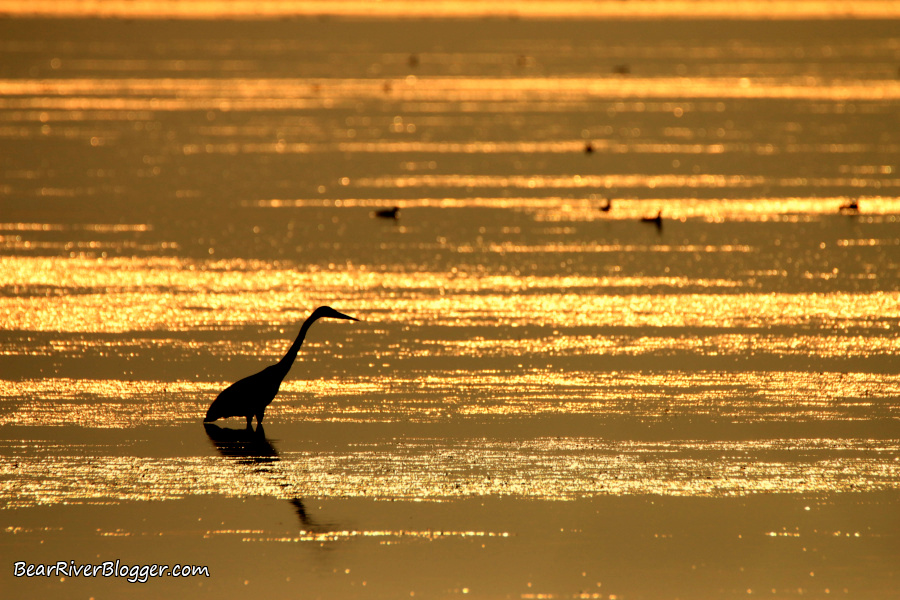 Great blue heron stalking fish in shallow water on the Bear River Migratory Bird Refuge.