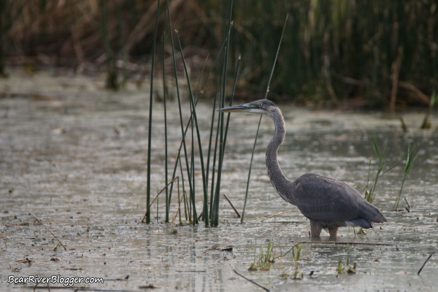 Do Great Blue Herons Purposely Feed Around Pelicans?