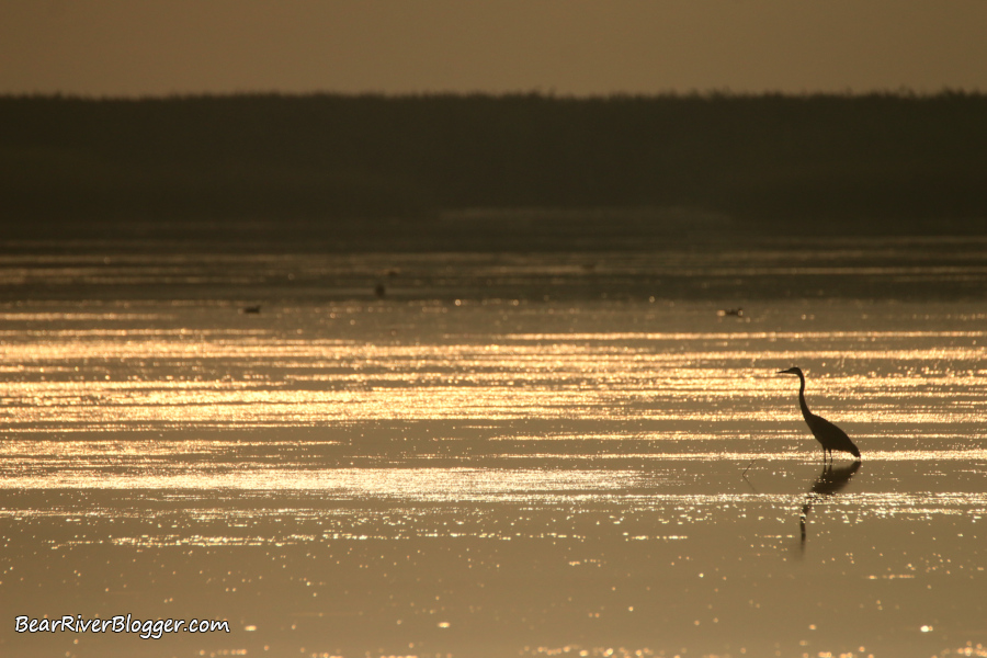 great blue heron standing in shallow water on the Bear River Migratory Bird Refuge.