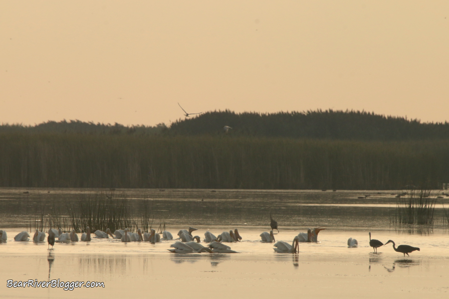 great blue herons feeding alongside American white pelicans