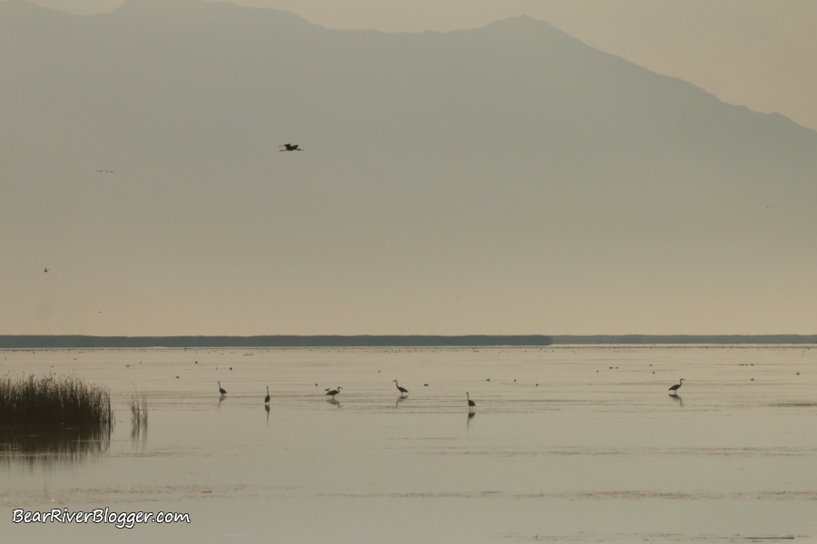 great blue herons feeding in shallow water.