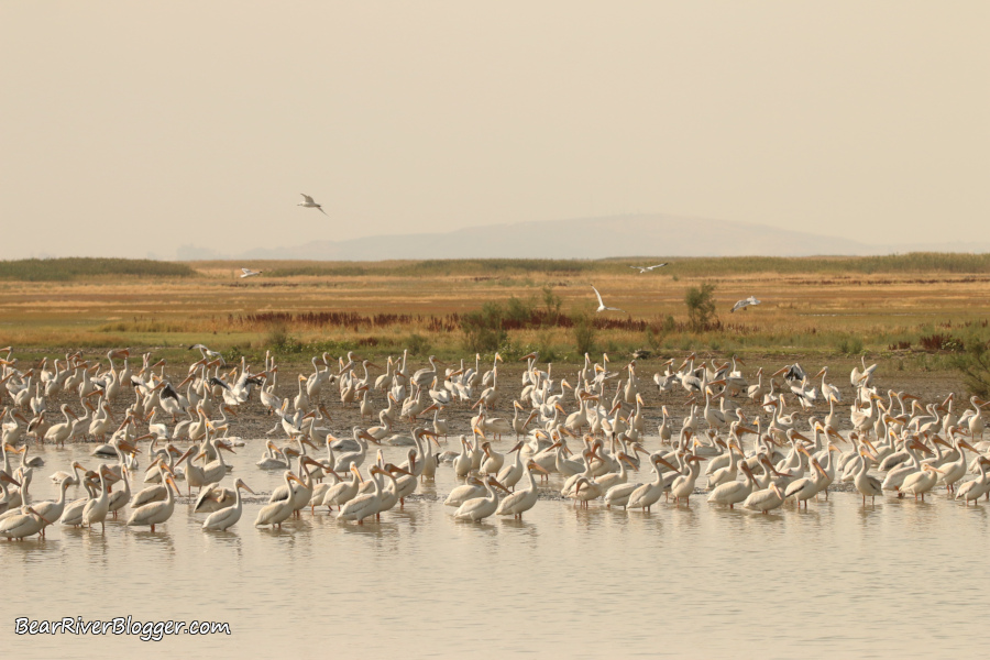 many American white pelicans standing in shallow water on the Bear River Migratory Bird Refuge.