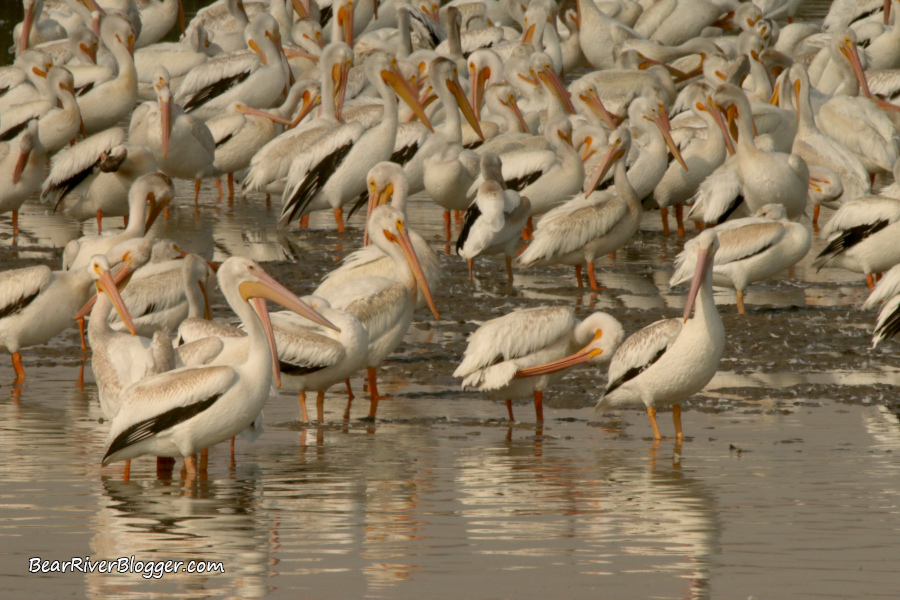 flock of American white pelicans standing in a tight group