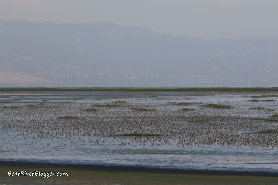 large flock of Wilson's phalaropes on the Great Salt Lake near the Antelope Island causeway