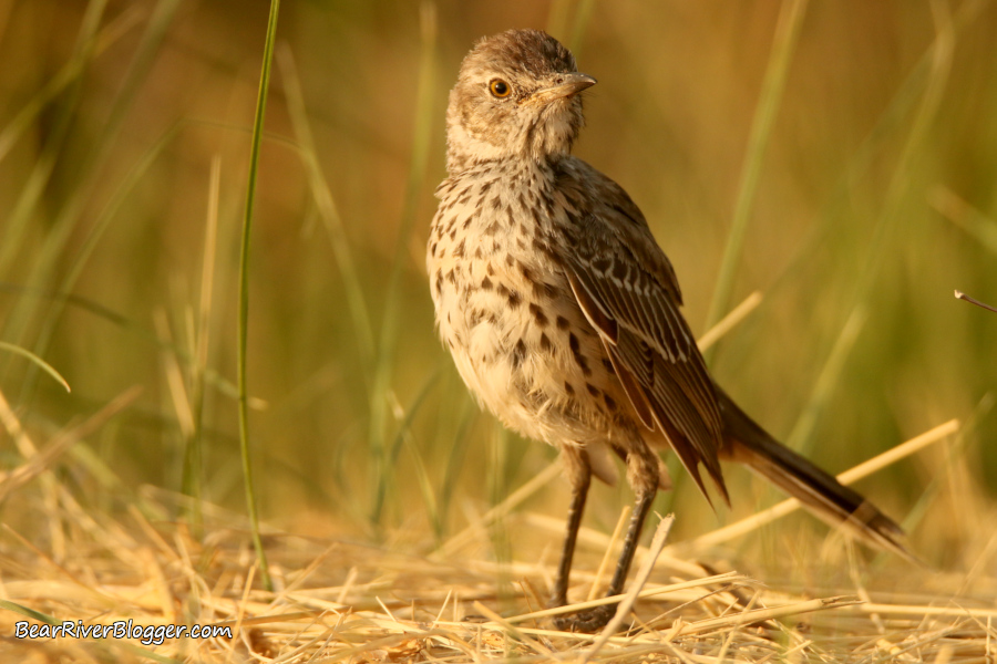 sage thrasher standing on the ground on the Bear River Migratory Bird Refuge auto tour route.