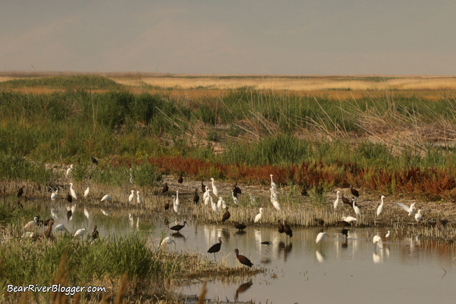 snowy egrets and white-faced ibis in a large flock on the Bear River Migratory Bird Refuge