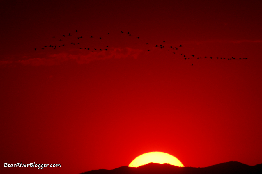 white-faced ibis flying in front of a red sunset.