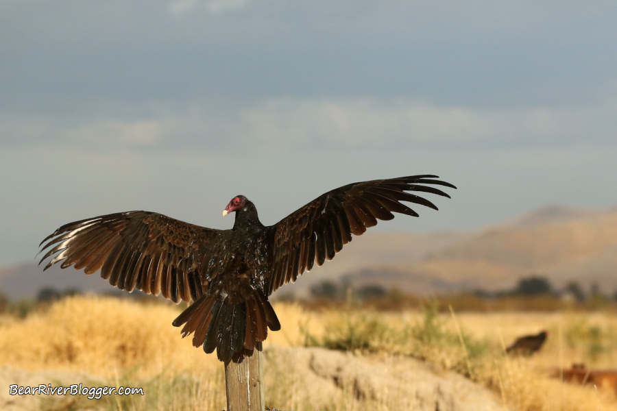 Turkey vulture perched on a fence post spreading its wings to absorb the sun's rays to warm up.