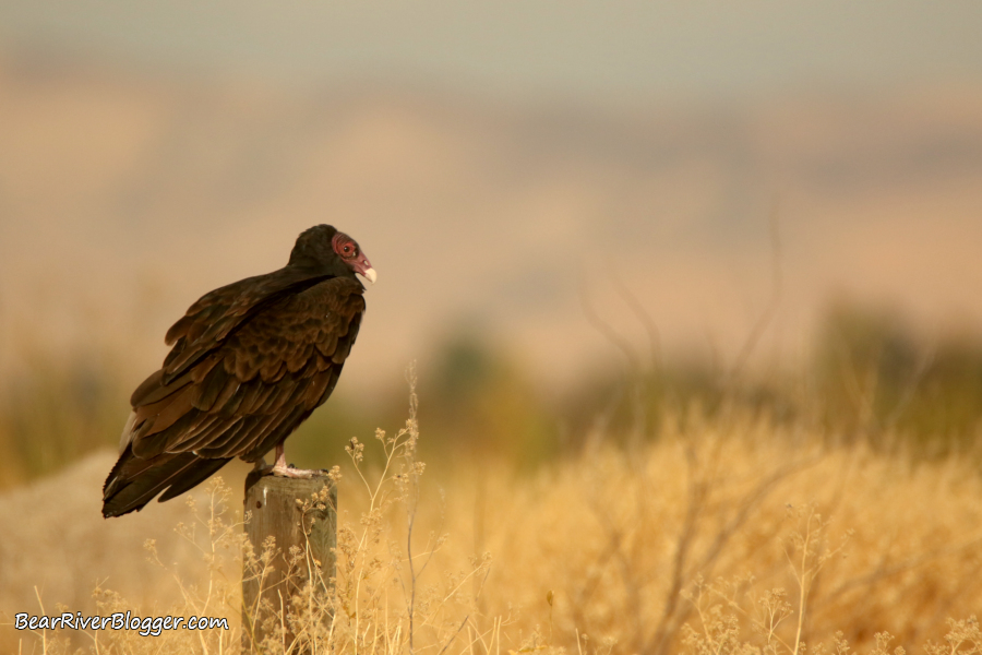 Turkey vulture sitting on a post.