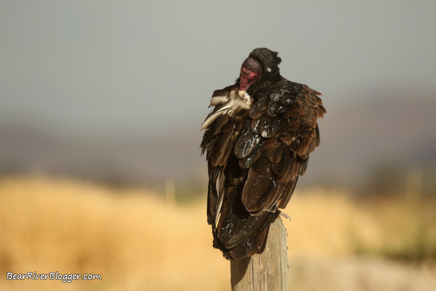 Turkey vulture preening its feathers.