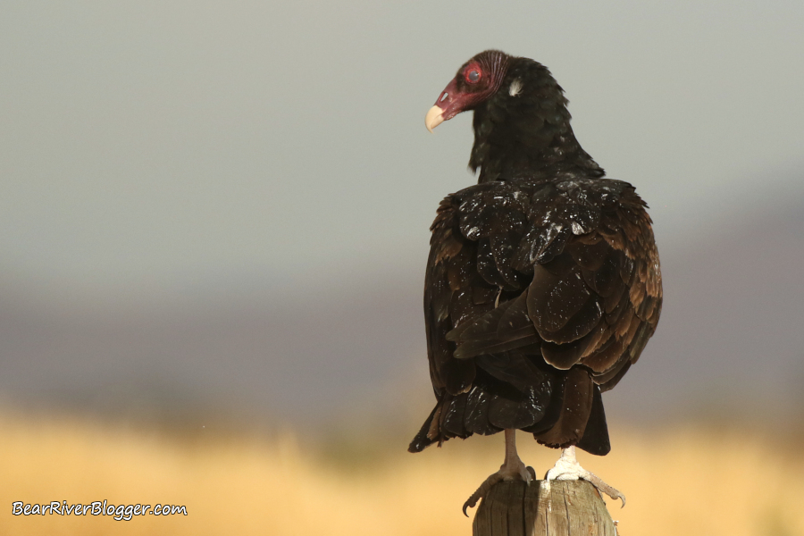 Turkey vulture standing on an old wooden fence post.