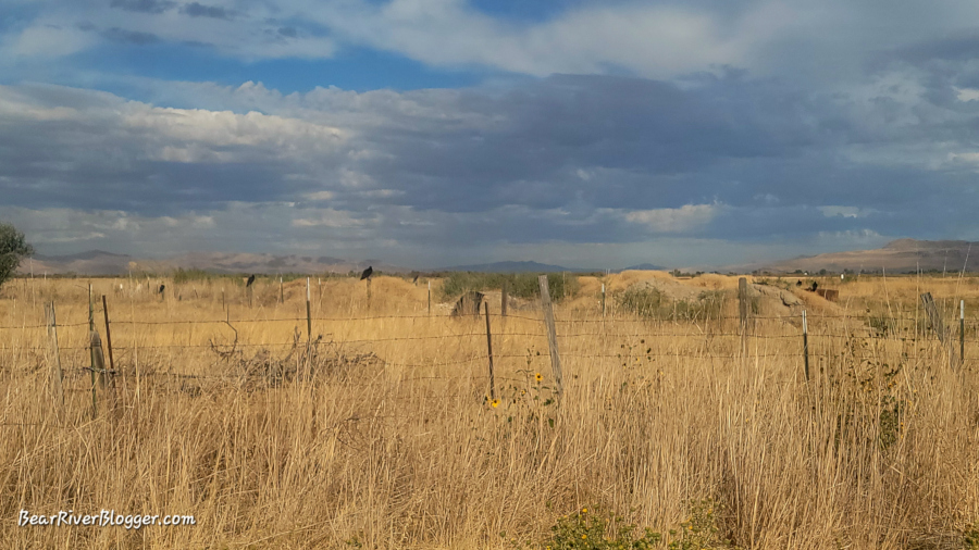 turkey vultures on the Bear River Migratory Bird Refuge.