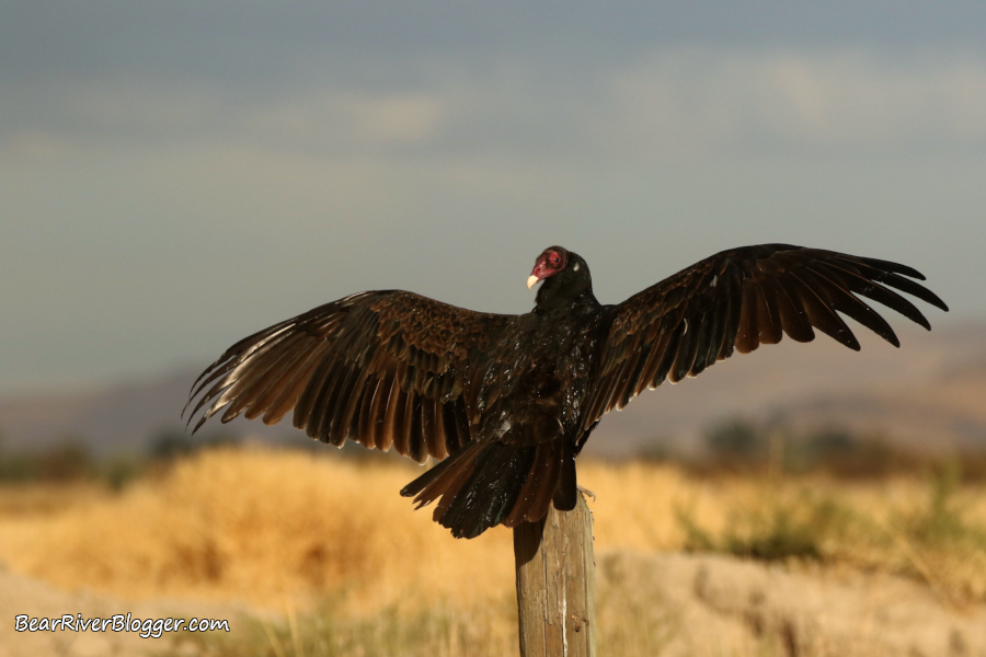 Why Do Turkey Vultures Sit With Their Wings Held Open?