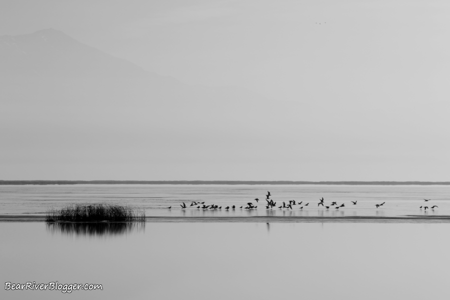 great scenery on the bear river migratory bird refuge with a frozen wetland and some distant birds.