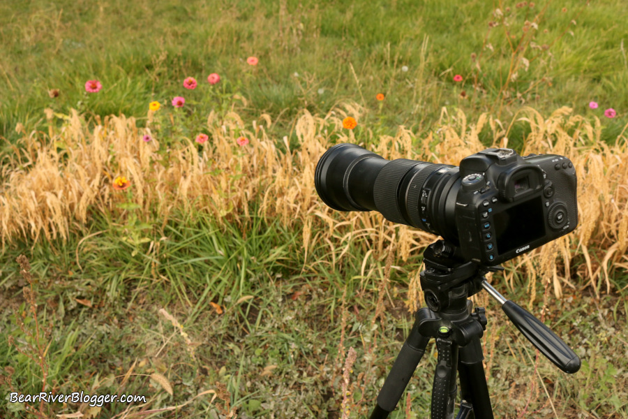 canon camera with a tamron 150-600 mm lens on a tripod focusing on butterflies sitting on zinnias.