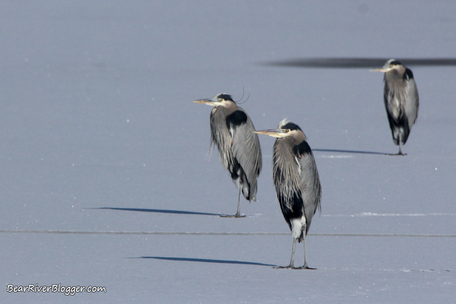 great blue herons standing on the ice on the Bear River Migratory Bird Refuge