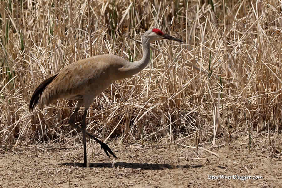 sandhill crane in a wetland