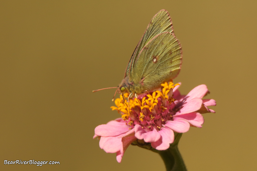 butterfly feeding on a zinnia photographed in a stiff breeze.