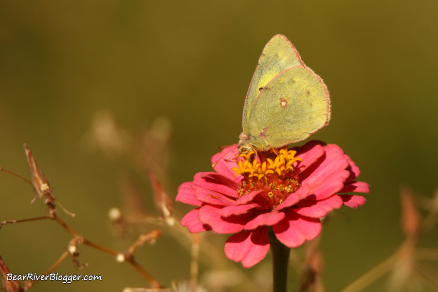 clouded sulphur butterfly on a zinnia