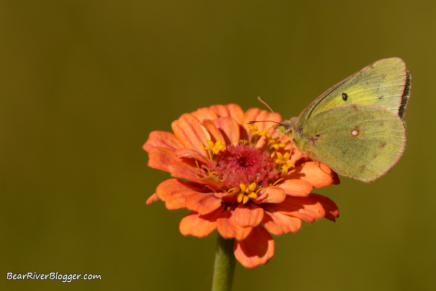 sulphur butterfly feeding on a zinnia flower.