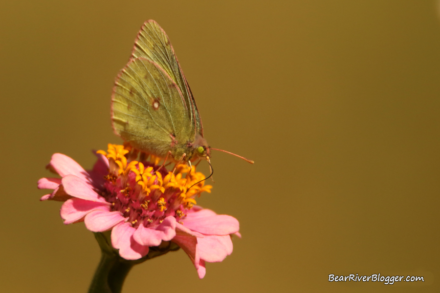 sulphur butterfly on a zinnia flower